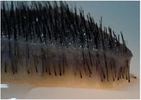 Hair strip close up showing hair follicles embedded in fat tissue